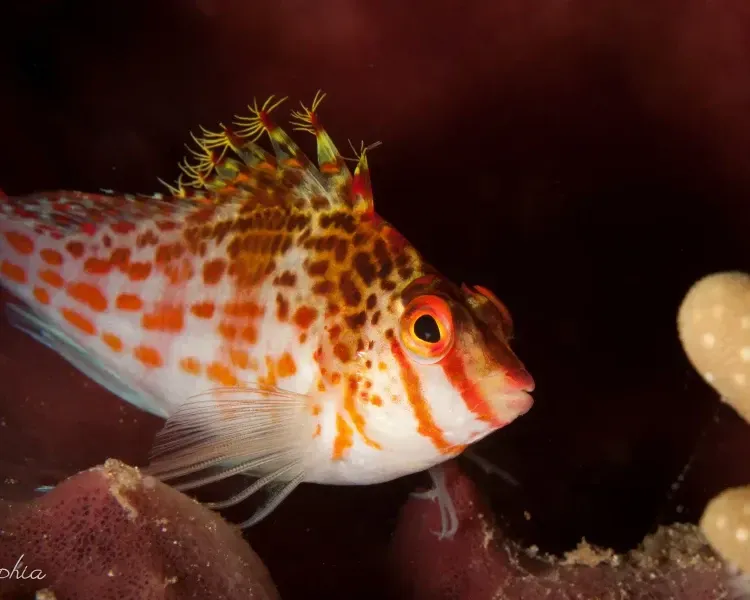 Imagem do Peixe Falcão